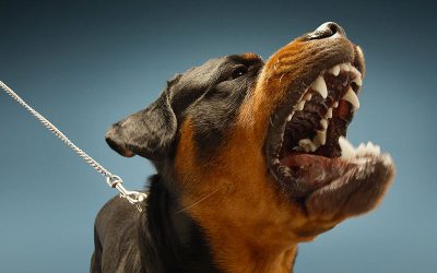 Why is it That Some Dogs Are Aggressive