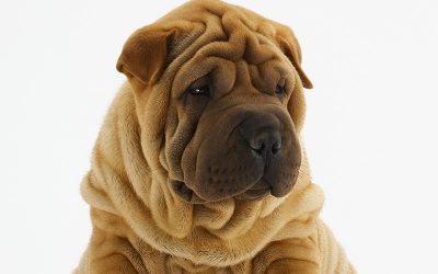 Battling Pet Obesity