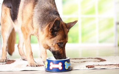 Feeding a Dog With a Delicate Stomach