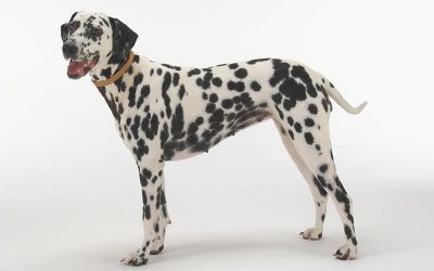 Finding Your Dog’s Body Condition Score (BCS)