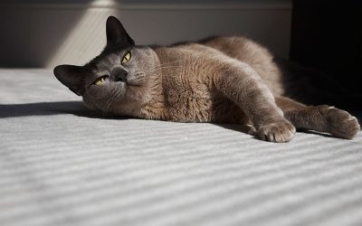 Should I Have a Cancer Specialist for My Cat