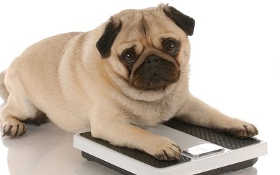 Weighing Your Dog at Home