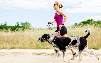 Weight Loss Coaching for Dogs