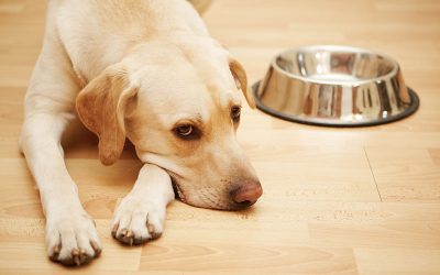 Underweight Dogs