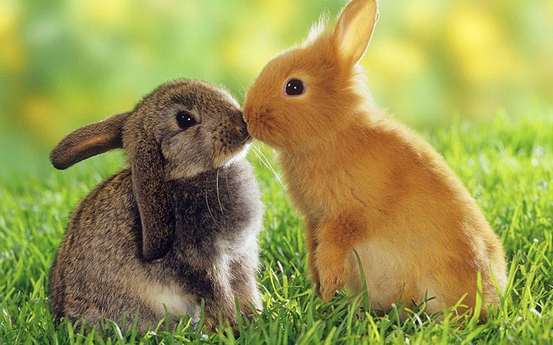 10 Reasons Why Rabbits Are Cool Pets