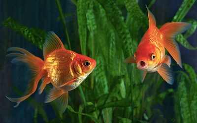 Goldfish Care