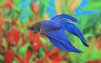 Betta Fish 101