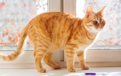 Cats and Laser Pointers – Understanding Your Cat’s Point of View