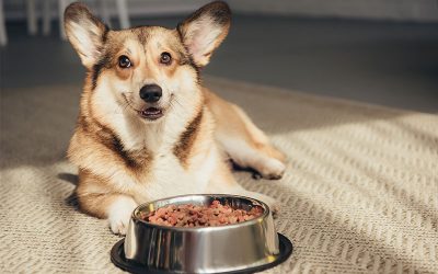 Dealing with Canine Picky Eaters