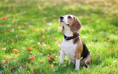 Dog Poop Considerations