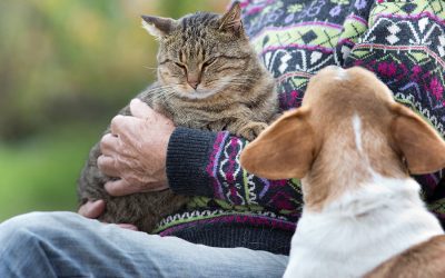 Jealous Pets: What to look for and how to respond