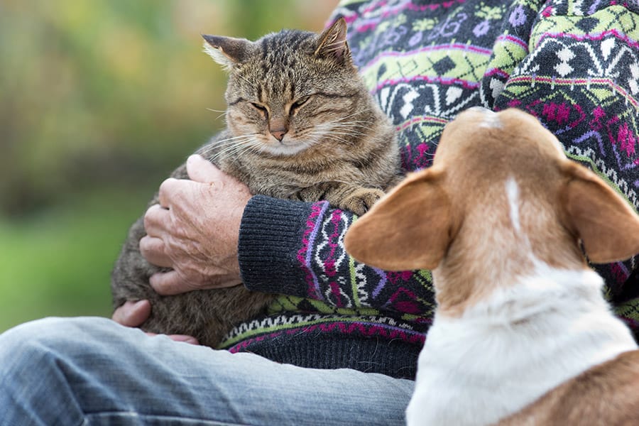 Jealous Pets: What to look for and how to respond