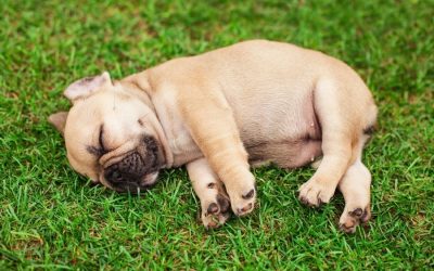 Puppy Development between 8 – 12 Weeks
