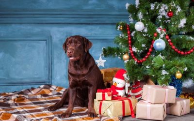 Christmas Trees and Dog Safety