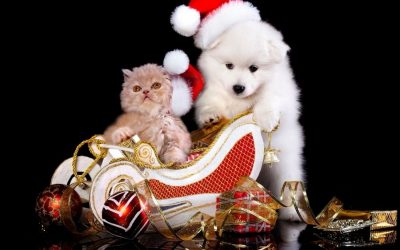 Holidays Close to Home Activities with Pets