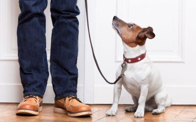 What to Know About Housetraining