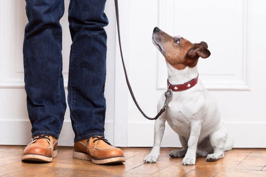 What to Know About Housetraining