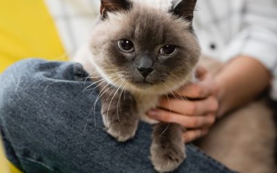 How to Ensure Your Cat Adores You