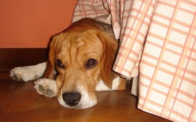How Do I Help My Dog with Loud Noises?
