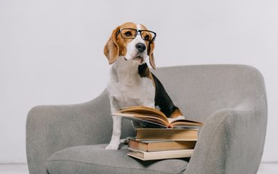 The History of Dog Training