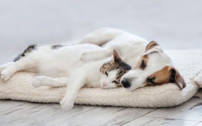 What is the Best Dog For Cats?