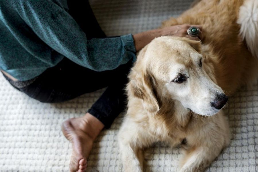 6 Keys to Finding Pet-Friendly Senior Living Communities