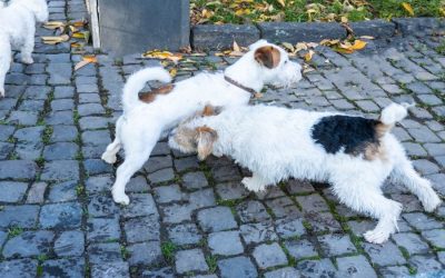 How do I Introduce My Dog to a New Dog?