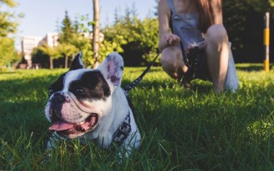 How to Be a Good Dog Owner and Neighbor