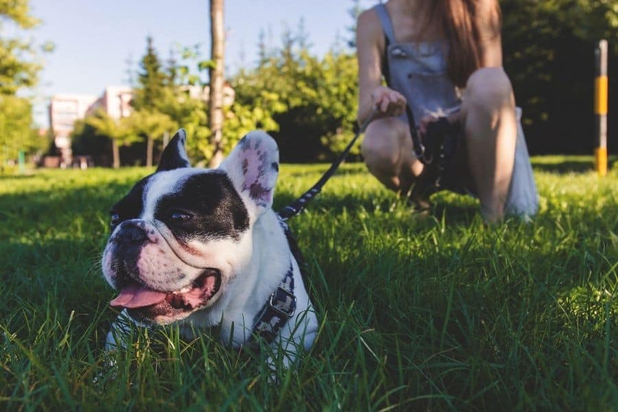 How to Be a Good Dog Owner and Neighbor