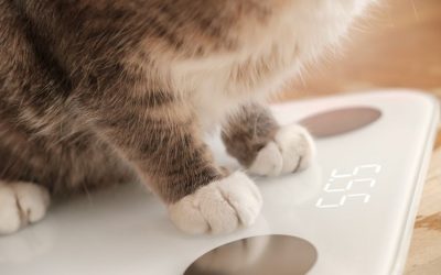 What To Do About An Overweight Cat