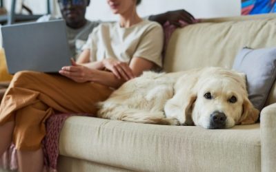 What is Gastric Dilatation and Volvulus in Dogs? How to Keep Your Pup Safe