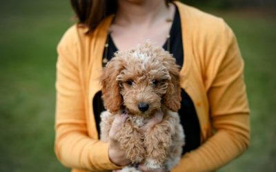 Why you need a Golden Doodle- The Perfect Designer Dog