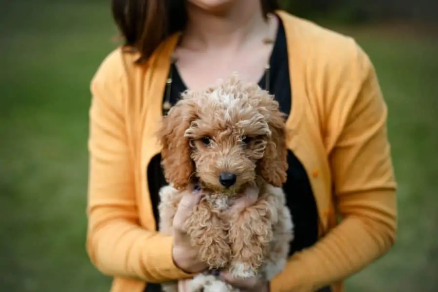 Why you need a Golden Doodle- The Perfect Designer Dog