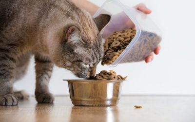What are Probiotics for Cats?