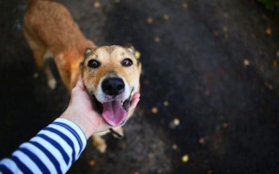 How to Become a Dog Foster: Providing a Temporary Home for Canines in Need!