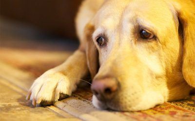 On Dogs and Sadness
