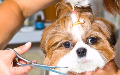 Grooming Secrets for Dogs