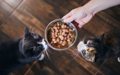 High Protein Foods and Cats