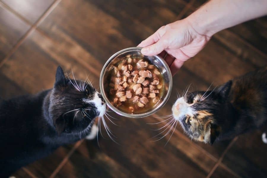 High Protein Foods and Cats
