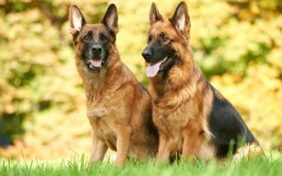 Keeping Large Dogs Healthy