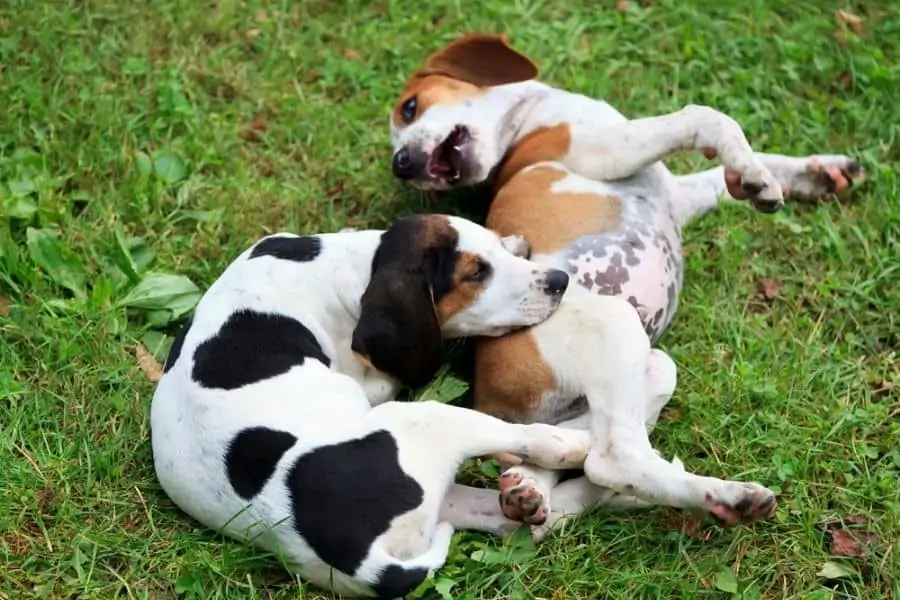 Keeping Medium-Sized Dogs Healthy