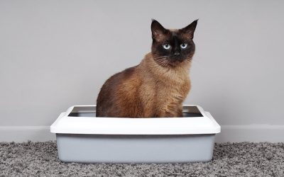 Stop Cats Peeing Outside the Litter Box