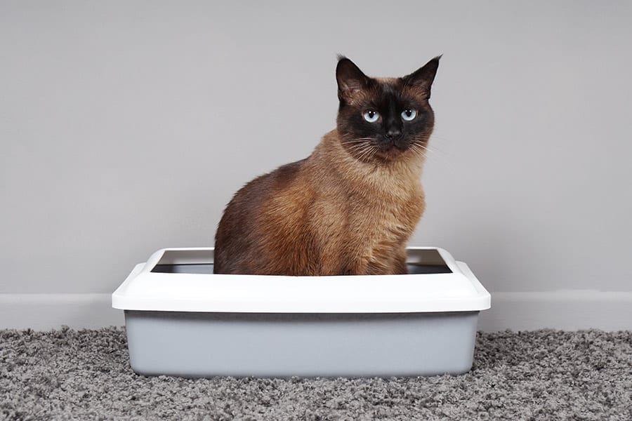 Stop Cats Peeing Outside the Litter Box