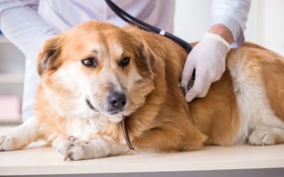 Symptoms of Diabetes in Dogs