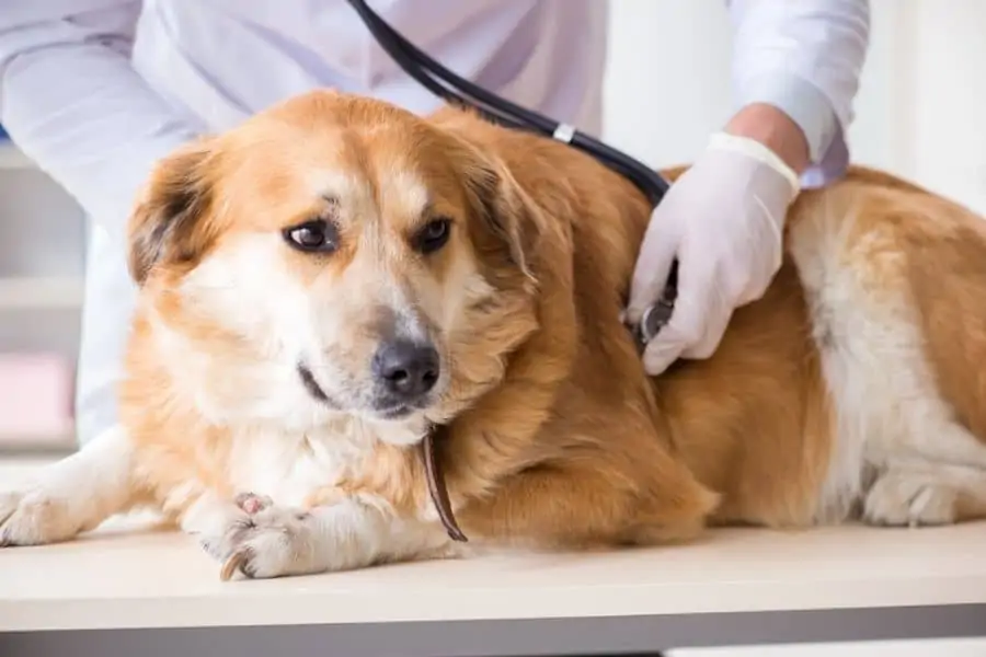 Symptoms of Diabetes in Dogs
