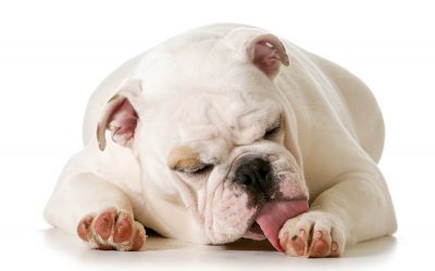 Why Do Dogs Chew and Lick Their Paws?