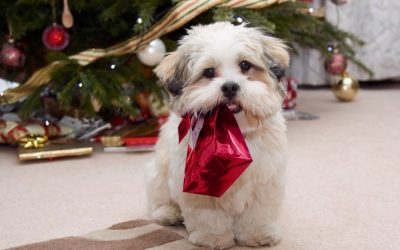 DIY Crafts and Holiday Gifts for Pets