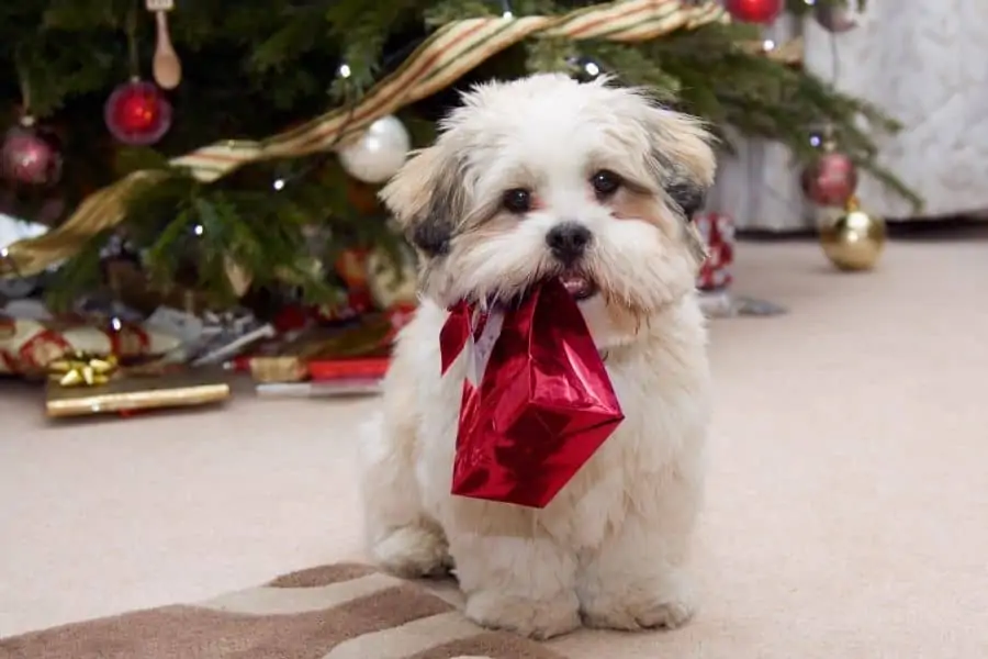 DIY Crafts and Holiday Gifts for Pets