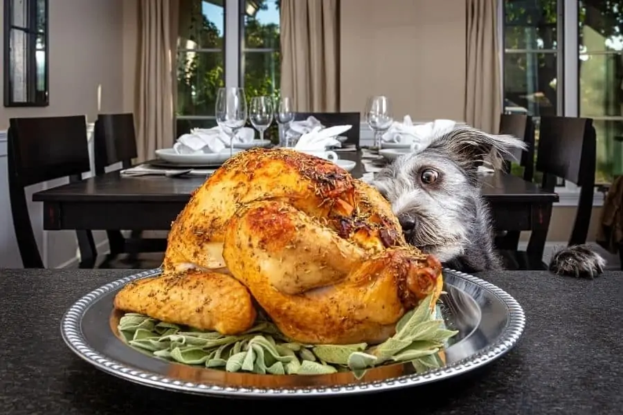 Healthy Human Food For Pets Over The Holidays
