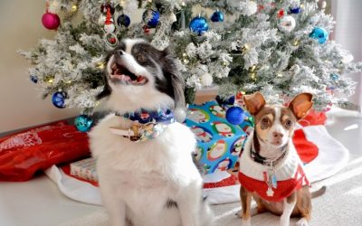 Holiday Activities with Pets